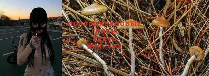 Псилоцибиновые грибы Psilocybine cubensis  мориарти какой сайт  Тулун 